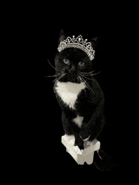 Tuxedo Cat GIF
