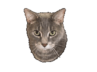 Cat Wagging Sticker by Marcel Katz / The Art Plug