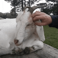 GIF by Random Goat