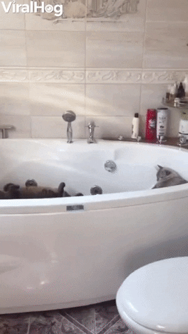 Three Cats Enjoy Naptime In The Bathtub GIF by ViralHog