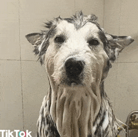 Cane Carino GIF by TikTok Italia