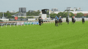 hugh bowman winner GIF by World Horse Racing