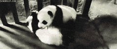 panda hug GIF