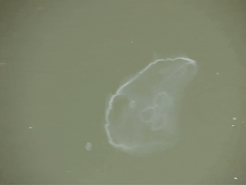 Education Biology GIF by DIIMSA Stock
