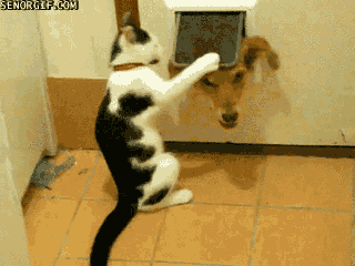 story of my life cat GIF by Cheezburger