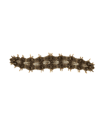 Caterpillar Metamorphosis Sticker by Insect Lore