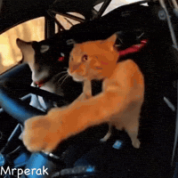 Puppy Driving GIF