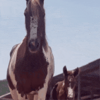Horse Mp GIF by Haras Misk