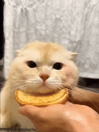 Cute Cat GIF