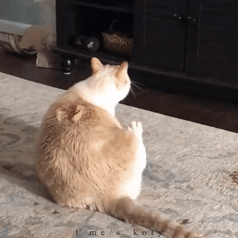 moethantkyaw giphyupload GIF