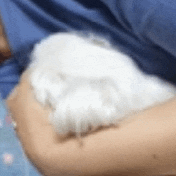 Puppy GIF