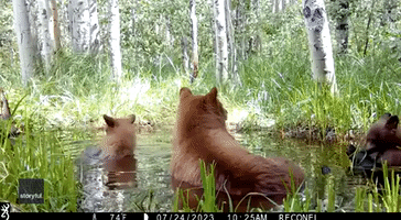 Bear's 'Zenful Pond Moments' Interrupted by Rowdy Cubs