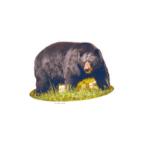 Bear Wvu Sticker by WestVirginiaU