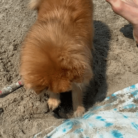 Sand Digging GIF by Jess