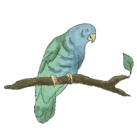 St Lucia Bird Sticker by Sugar Beach, A Viceroy Resort