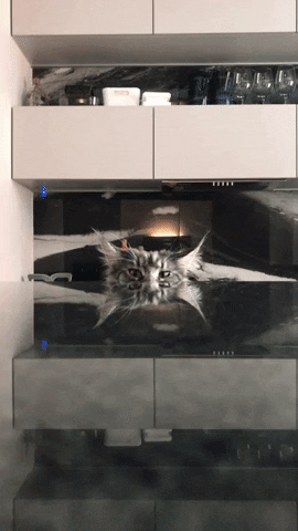 Maine Coon Cat GIF
