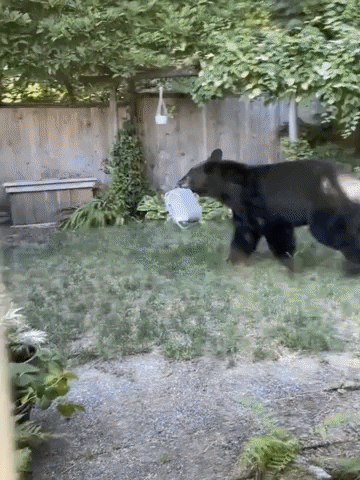 markwillisborum giphyupload bear through fence bear fails GIF