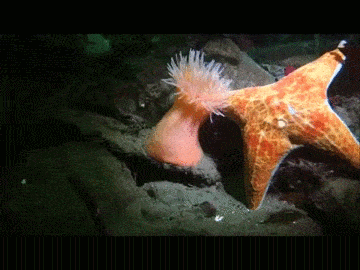 happy starfish GIF