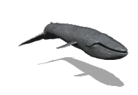 3D Swimming Sticker