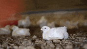 oikeuttaelaimille chicken chick finland suomi GIF