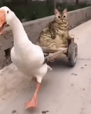 cuteanimalland giphyupload GIF