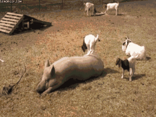 goats jumping GIF by Cheezburger