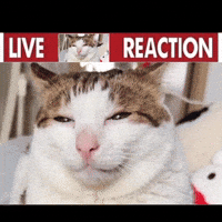 Baobao Live Reaction GIF