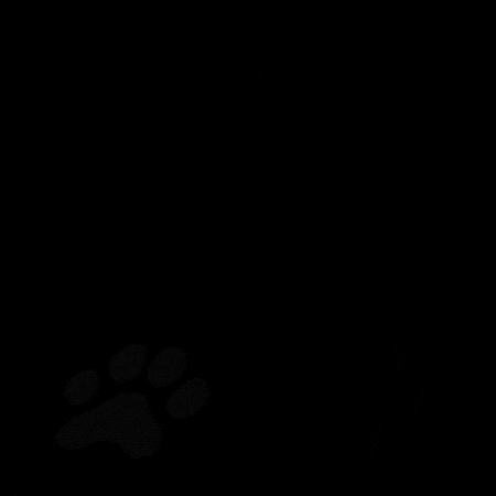 Wolffkraftwolf london wolf paw wolves GIF