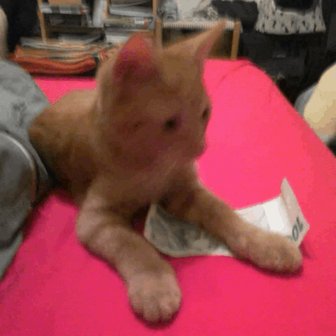 cat GIF by adampizurny