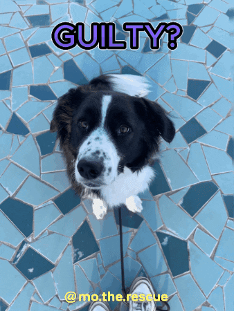 christienbakkker dog like puppy adorable GIF