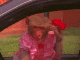 Flower Rose GIF
