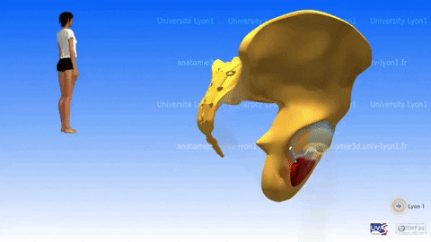 giphygifmaker 3d lyon anatomy pelvis GIF