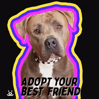 Adopt your best friend!