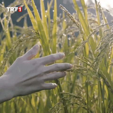 Good Morning Thanks GIF by TRT