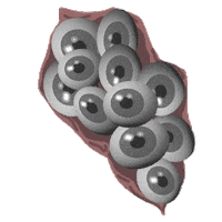 Face Eyes Sticker