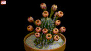 bloom satisfying GIF