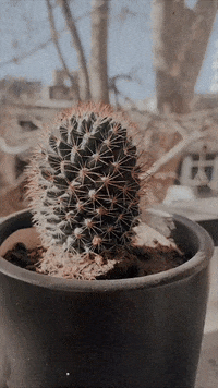 Plants Cactus GIF