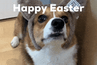 Dog Easter GIF