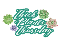Thursday Succulents Sticker