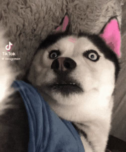 swagrman giphygifmaker dog confused husky GIF
