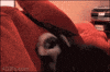 Fun Dog GIF