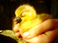 duck think GIF
