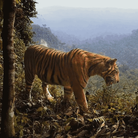 Tiger Kaplan GIF