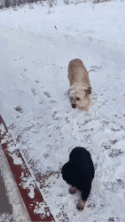 cuteanimalland giphygifmaker GIF