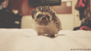 hedgehog GIF