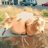 Portland GIF by The Belmont Goats