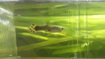 saliva GIF