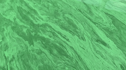 quentinmol giphyupload GIF