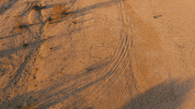 ExtremeELive racing motorsport 4x4 dakar GIF