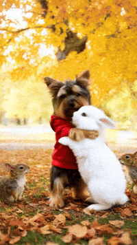 Abrazos Conejos GIF